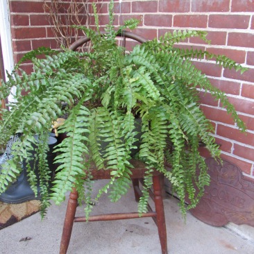 Fern plants (6 avail) w/ optional chair stand (2 Avail)